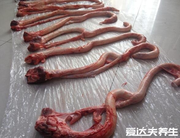 牛鞭是什么,牛鞭怎么做好吃最补肾壮阳(是公牛生殖器)