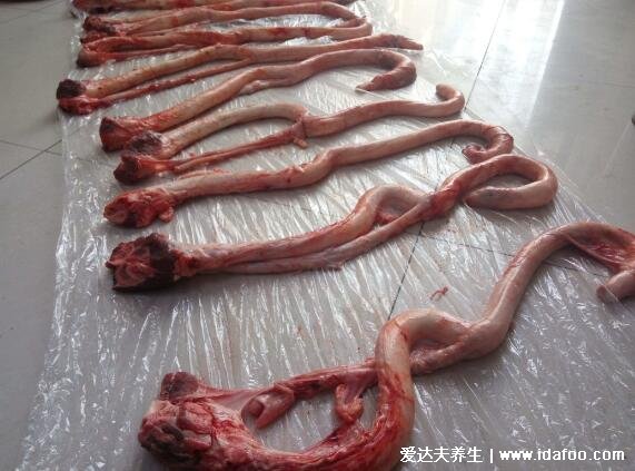 牛鞭为什么那么长是牛的什么器官，一米多长的雄牛外生殖(强腰补肾)
