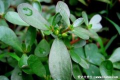 农村100种野菜图片，大自然的馈赠你吃过哪