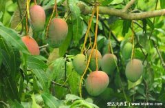 女人吃芒果好处和坏处,5大好处4大坏处(芒