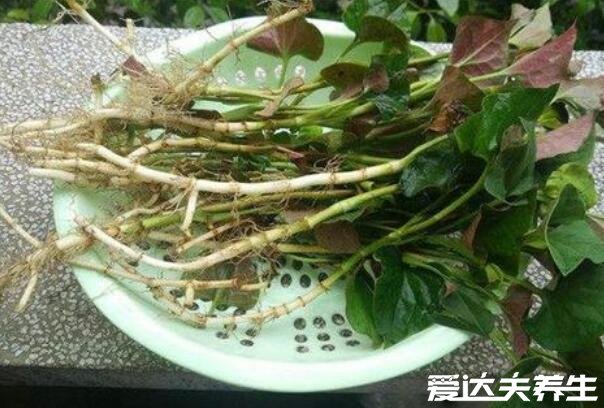 女人吃鱼腥草的好处,适量食用可以防治妇科疾病