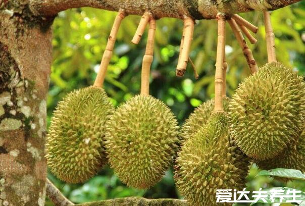 女性吃榴莲最佳时间,生理期和便秘期间吃可改善体质