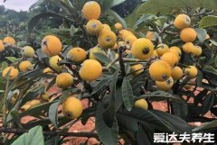 枇杷果的功效与作用禁忌,不仅能美化肌肤