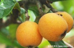 枇杷是凉性的还是热性的,凉性的不上火但