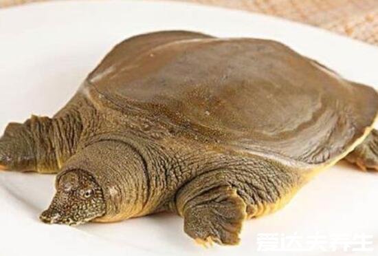 皮蛋是什么蛋不能和什么一起吃,为腌制后的皮蛋禁与红糖同食