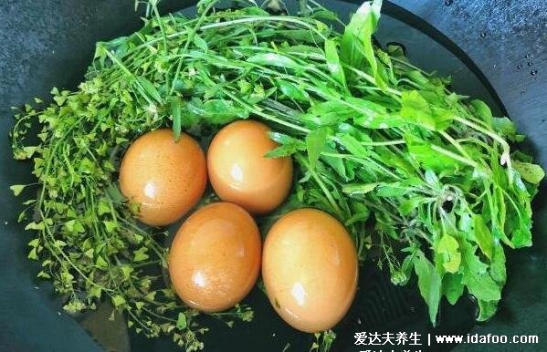 荠菜图片大全及功效作用,注意有毒荠菜的图片