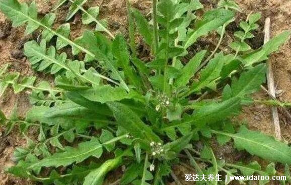 荠菜图片大全及功效作用,注意有毒荠菜的图片