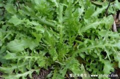 荠菜图片功效与作用食用方法，多吃荠菜可