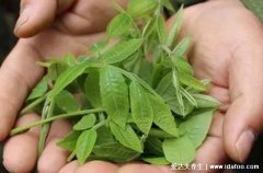 青钱柳茶的功效与作用禁忌，降血压血脂但