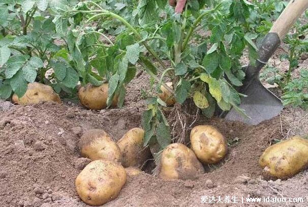 热量最低的主食排行,大米饭没上榜小米粥热量最低