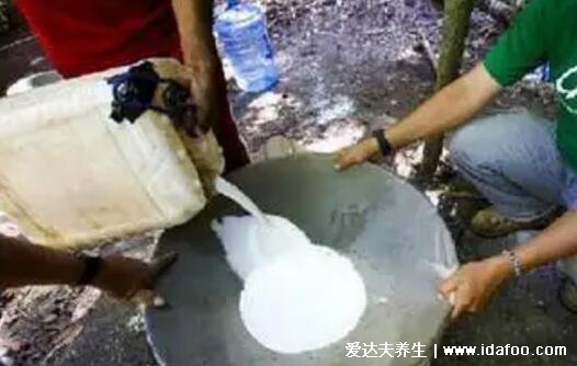 人心果图片和人参果的区别,人心果树干的汁液是口香糖的原料