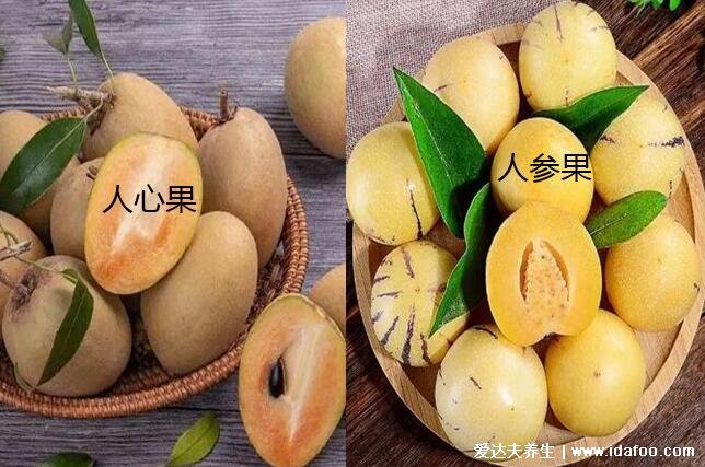 人心果图片和人参果的区别,人心果树干的汁液是口香糖的原料