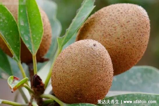 人心果图片和人参果的区别,人心果树干的汁液是口香糖的原料
