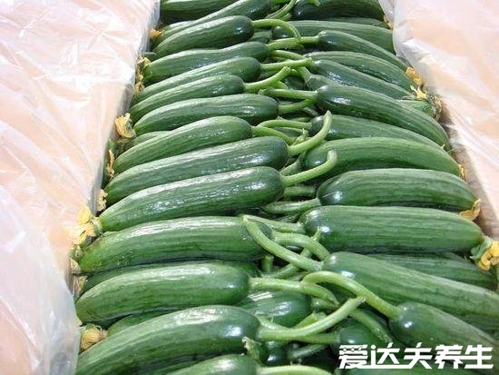 乳瓜和黄瓜有什么区别,乳瓜就是没长大的黄瓜吃起来脆嫩(图片)