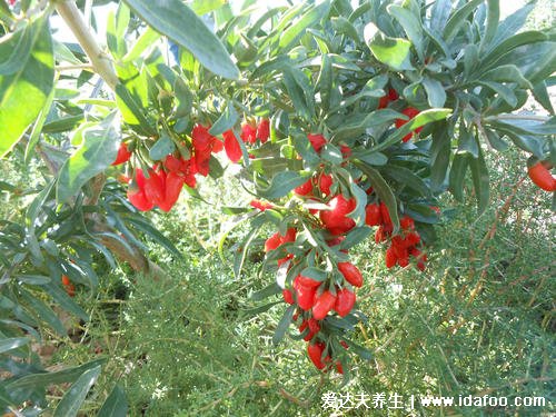 桑葚加什么补肾效果好,搭配枸杞韭菜山药效果更好
