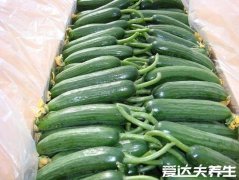 乳瓜和黄瓜有什么区别,乳瓜就是没长大的