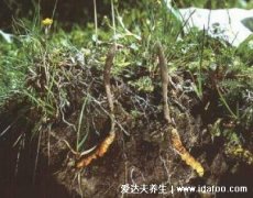 三类人不能吃冬虫夏草，少年儿童禁止食用