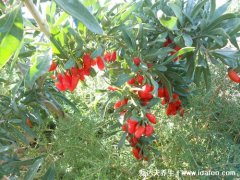 桑葚加什么补肾效果好,搭配枸杞韭菜山药