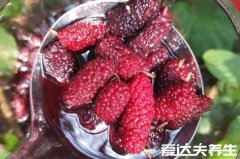 桑葚酒的功效与作用,除生津止渴还有这四