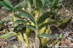 三种人坚决不能吃铁皮石斛，生孩子的人小