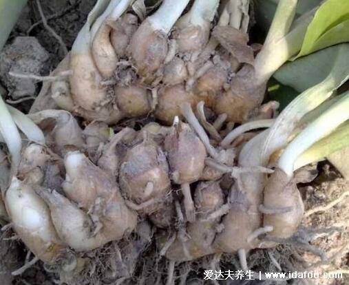 沙姜的功效与作用禁忌,抗菌消炎治牙疼和生姜不同(图片)