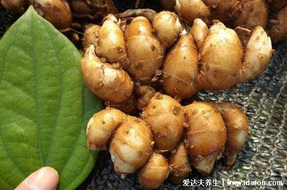 沙姜的功效与作用禁忌,抗菌消炎治牙疼和生姜不同(图片)