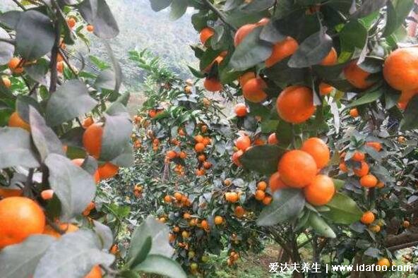 沙糖桔上火吗一天能吃几个,为什么吃桔子上火吃橙子降火