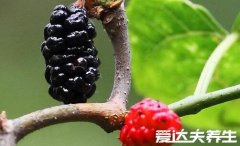 桑葚泡酒的功效与作用,不仅好喝还美容养