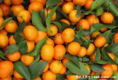沙糖桔上火吗一天能吃几个，为什么吃桔子