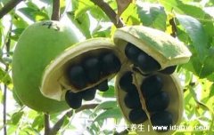 山西人叫木瓜的东西，其实就是文冠果(野生