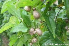 山药豆和山药的区别，同一植物所生功效作