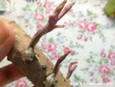 山药发芽了以后还能吃吗，可以吃但营养降