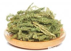 伸筋草的功效与作用及禁忌,不仅可以消肿