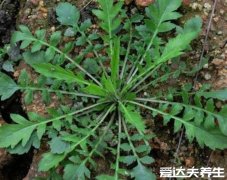 什么人不能吃荠菜，5大吃荠菜的禁忌一定要