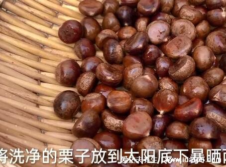生板栗怎么去皮和壳,板栗切两刀隔水蒸焖很好剥(3个方法有视频)