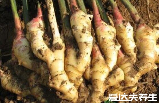 生姜是姜的哪个部位,为根茎部位有发汗解表之效