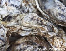 生蚝怎么处理干净，苏打水清洗附内脏清洗