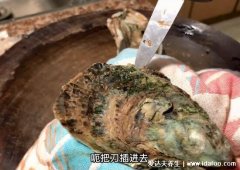 生蚝怎么开壳，3种方法教你开壳可借助生蚝