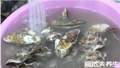 生蚝怎么清洗内脏图解，带壳和不带壳的两