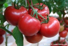 十大碱性食物排名,矿泉水上榜西红柿排第