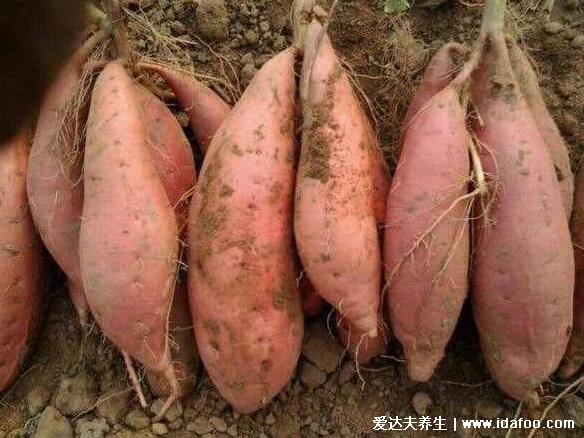 十种刮油食物越吃越瘦,西兰花是瘦身减肥的首选