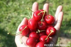 十种人不能吃樱桃，口腔溃疡者及胃酸过多