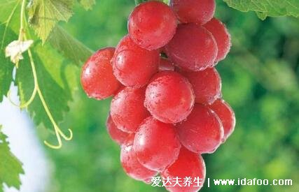 世界十大奢侈水果排名,黑皮西瓜最贵(一个价格高达1.7万人民币)