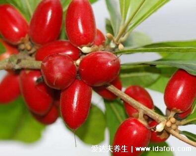 世界十大奢侈水果排名,黑皮西瓜最贵(一个价格高达1.7万人民币)