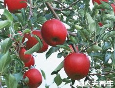 柿子怎么催熟最简单的方法，不止苹果催熟