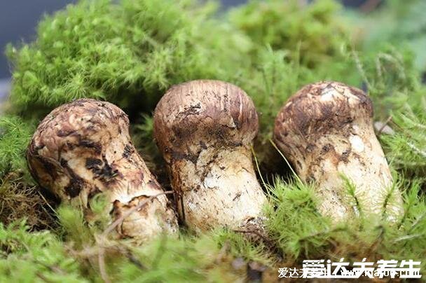 松茸怎么吃才好吃,试试松茸蒸蛋简单又营养(附视频做法)