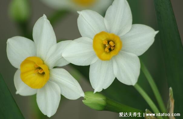 凌波仙子水仙花图片,水仙花有毒吗(有毒但不影响空气可以室内养)