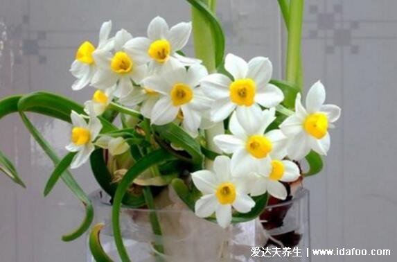 凌波仙子水仙花图片,水仙花有毒吗(有毒但不影响空气可以室内养)
