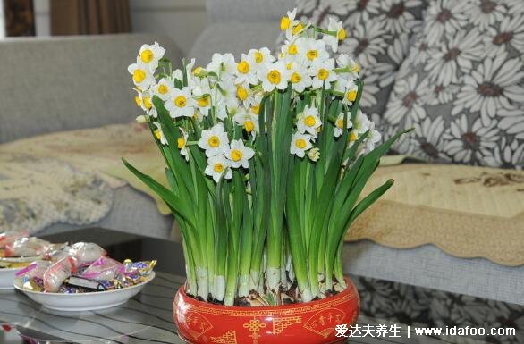 凌波仙子水仙花图片,水仙花有毒吗(有毒但不影响空气可以室内养)