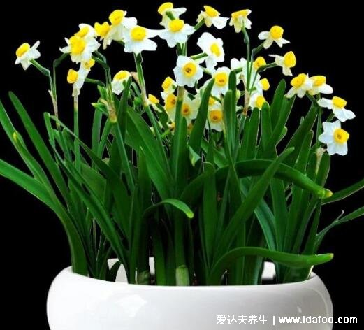 凌波仙子水仙花图片,水仙花有毒吗(有毒但不影响空气可以室内养)